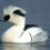 Fantastic Paint Offer - 5 free pots of Vallejo or Lifecolor - last post by modelmole
