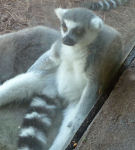 depressed lemur's Photo