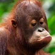 Orangutan