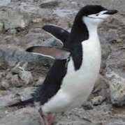 PinguinoVolante