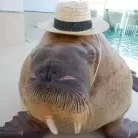 セイウチ