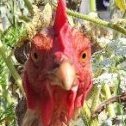 chickensandtanks