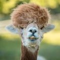 Majestic Llama