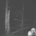 Big buck