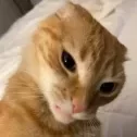 homie