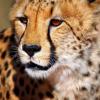 Gepard