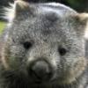 le wombat agile